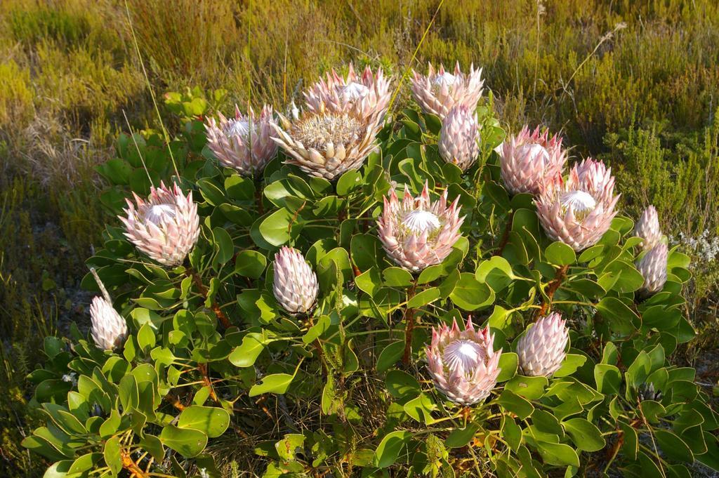 Grootbos Private Nature Reserve Gansbaai Exterior foto